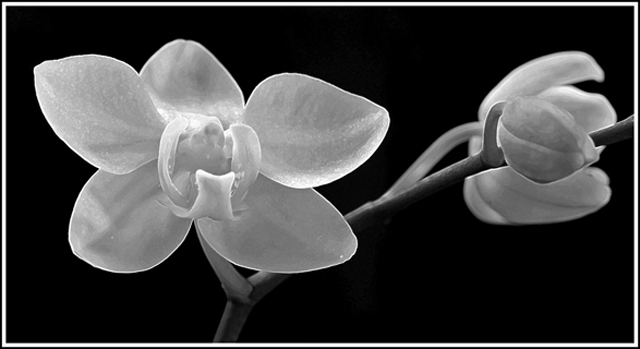 Orchid - Black & White