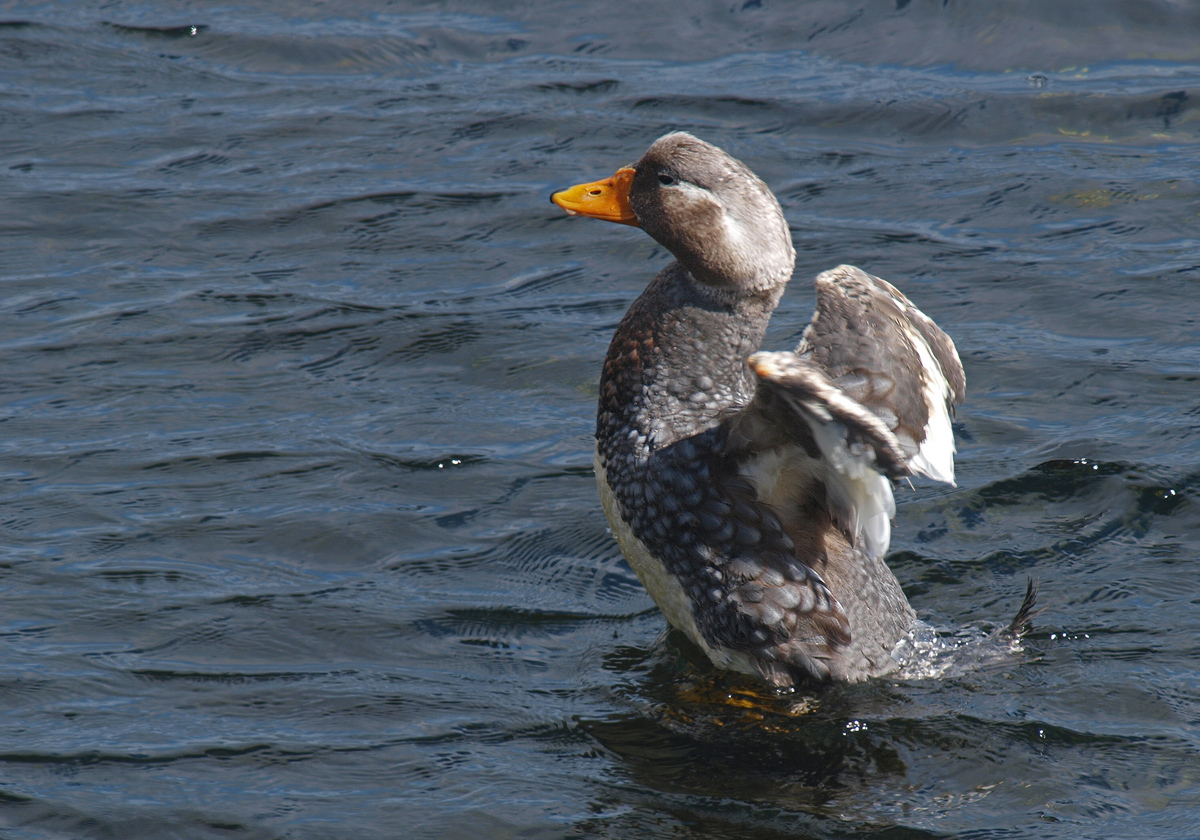Falkland Steamer-Duck
