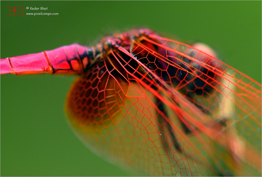 Dragonfly veins