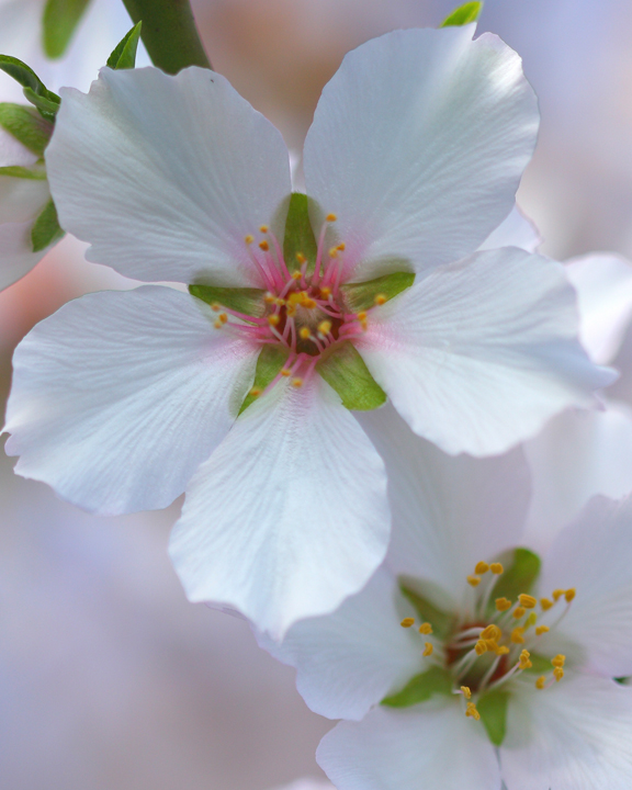 Almond Blossom
