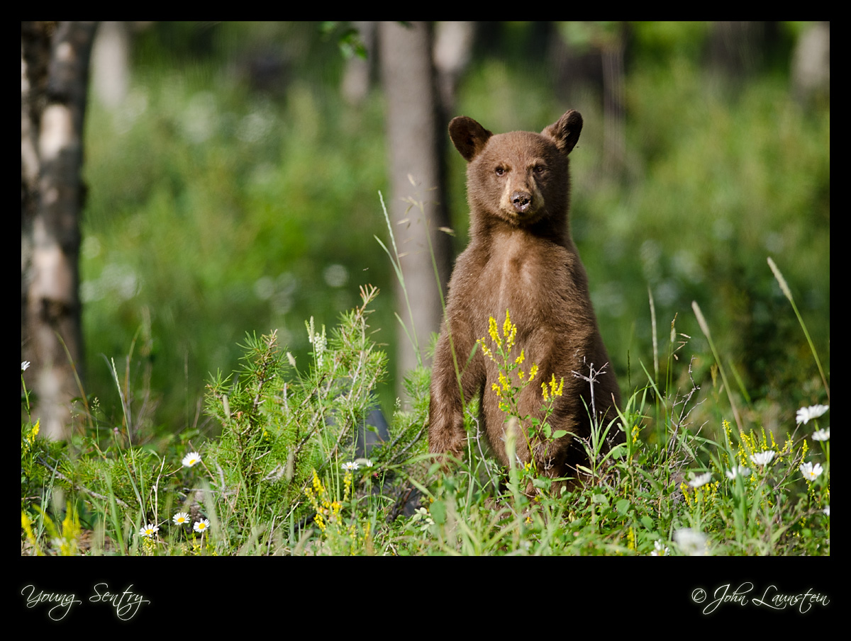 Young Sentry