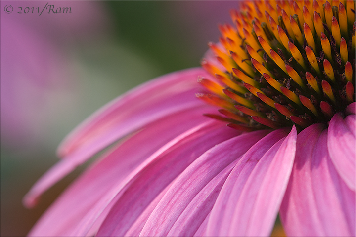 Coneflower (Plus 1)