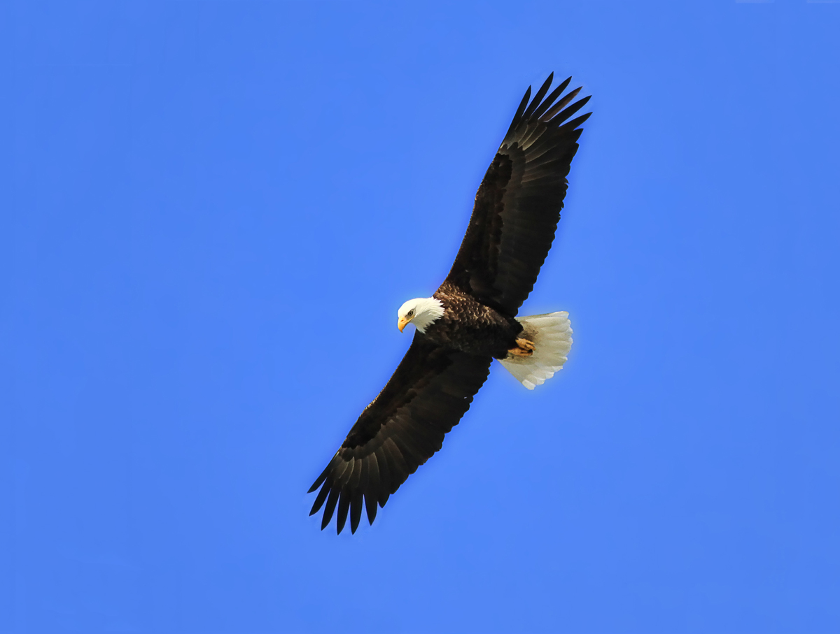 Bald Eagle