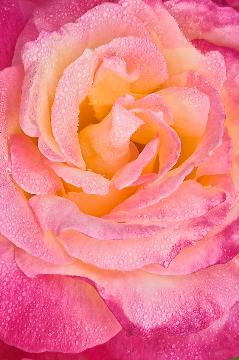 Dewy Rose
