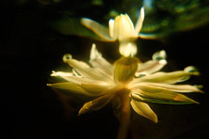Water lilly Ndoki