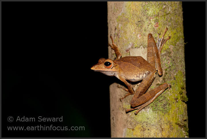 Collett's Tree Frog