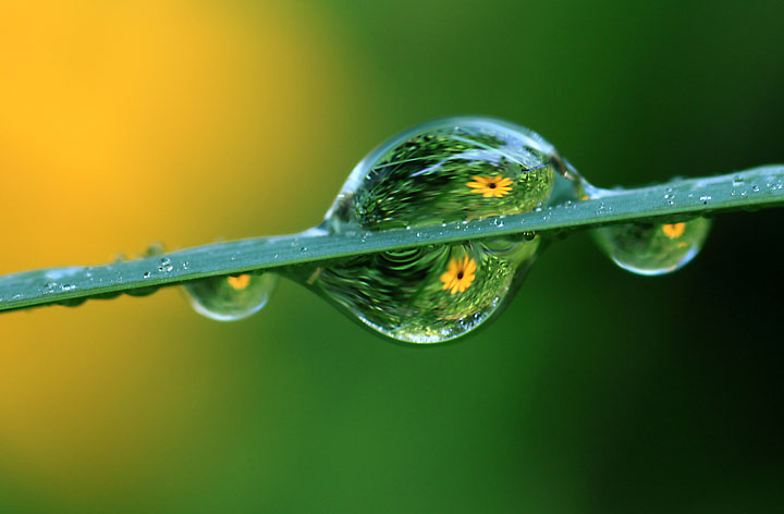 Raindrop garden 2