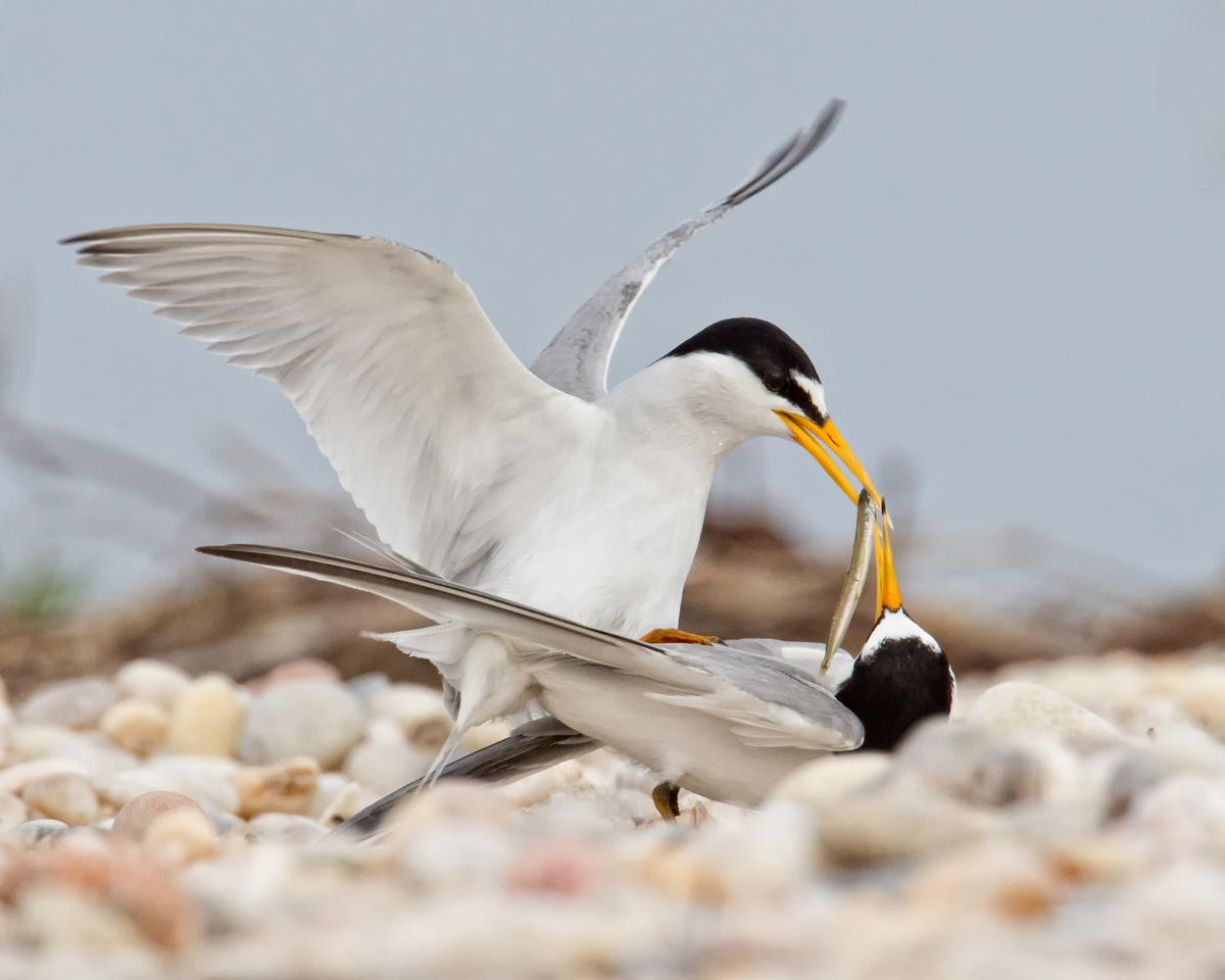 Least Tern Kiss
