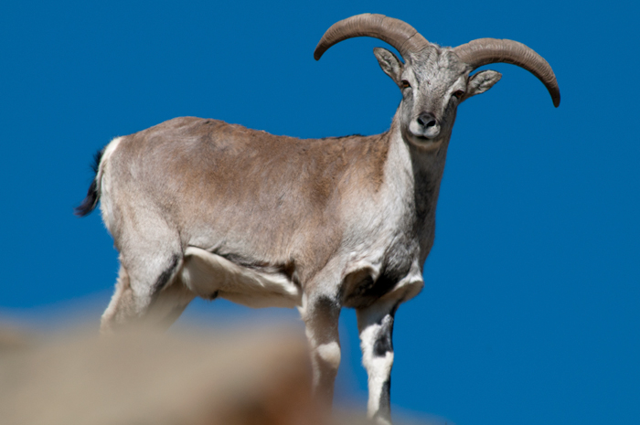 Blue sheep Nepal