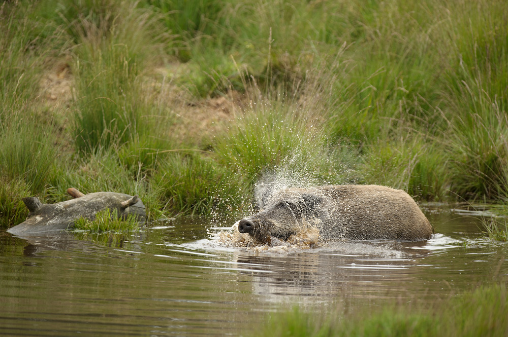 Splashing boar