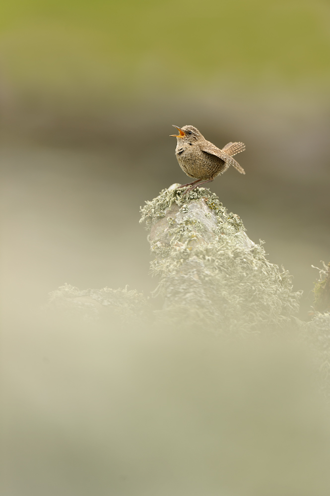 Wren singing