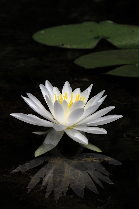 Lily Reflection