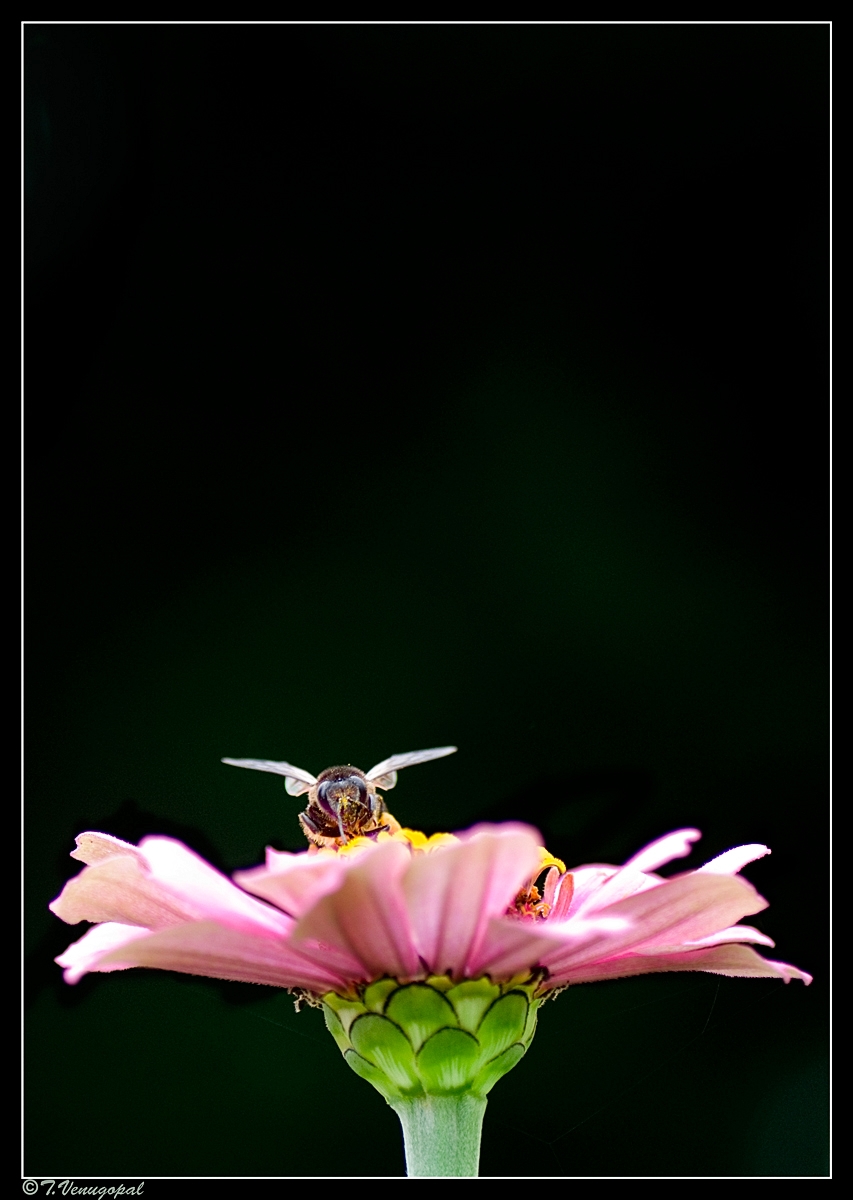 Honey bee