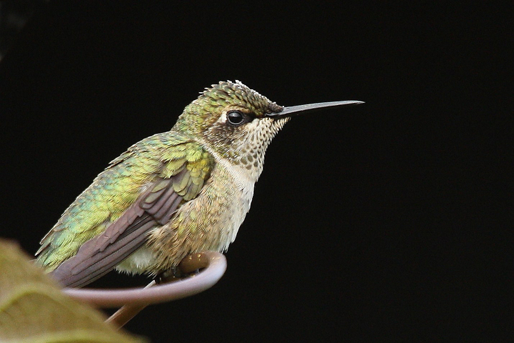 Resting hummer