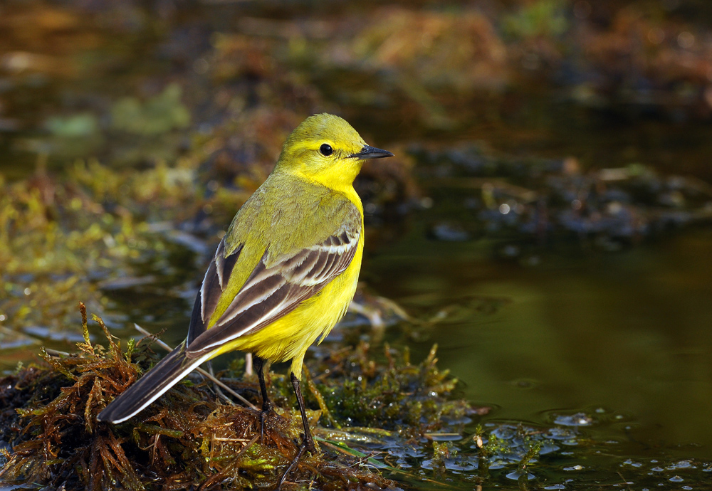 Yellow Wagtail.