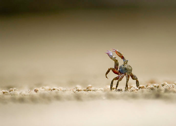 Territorial tidal crab