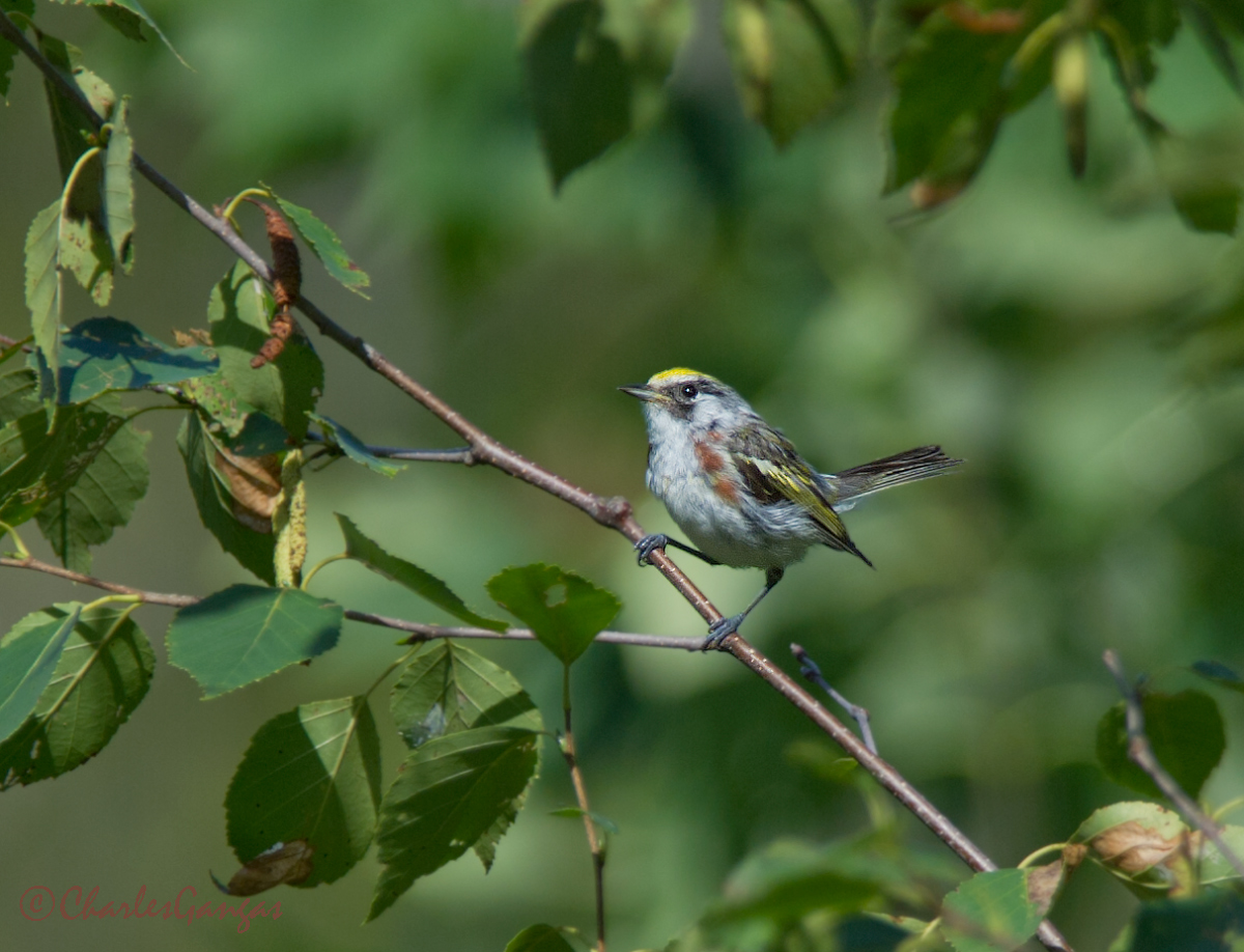 Chestnut-sided Warbler