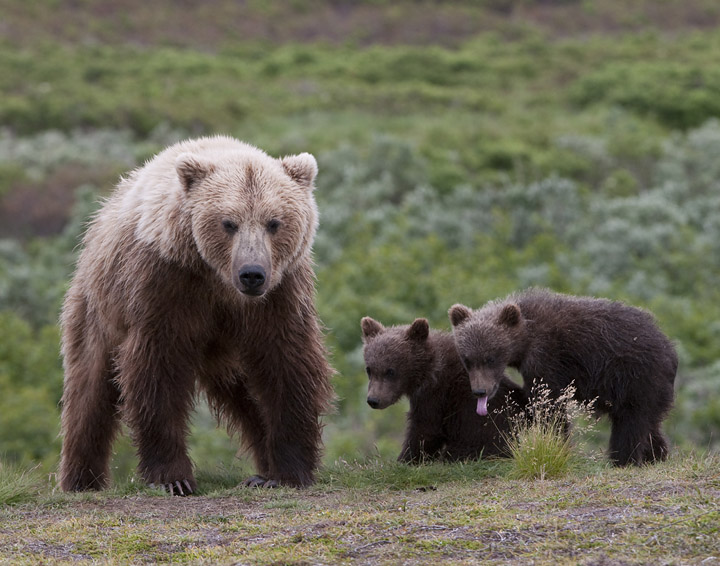Grizzly Mom and Cubs