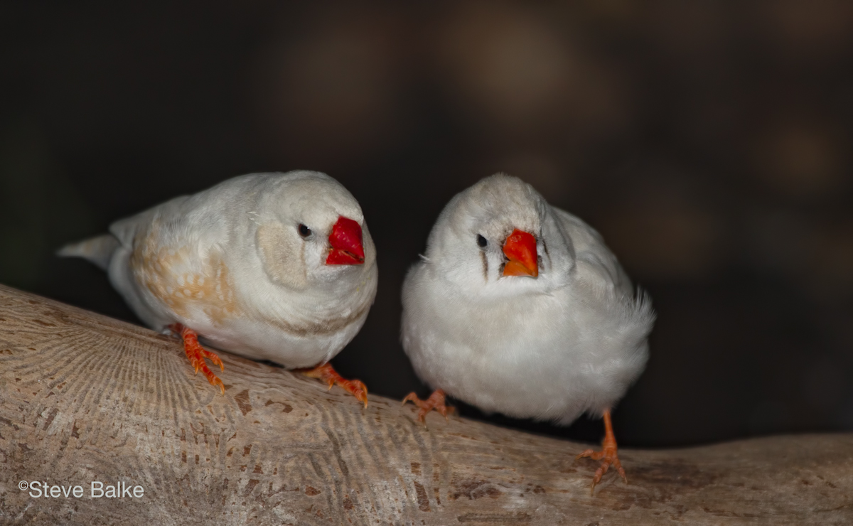 Zebra Finch