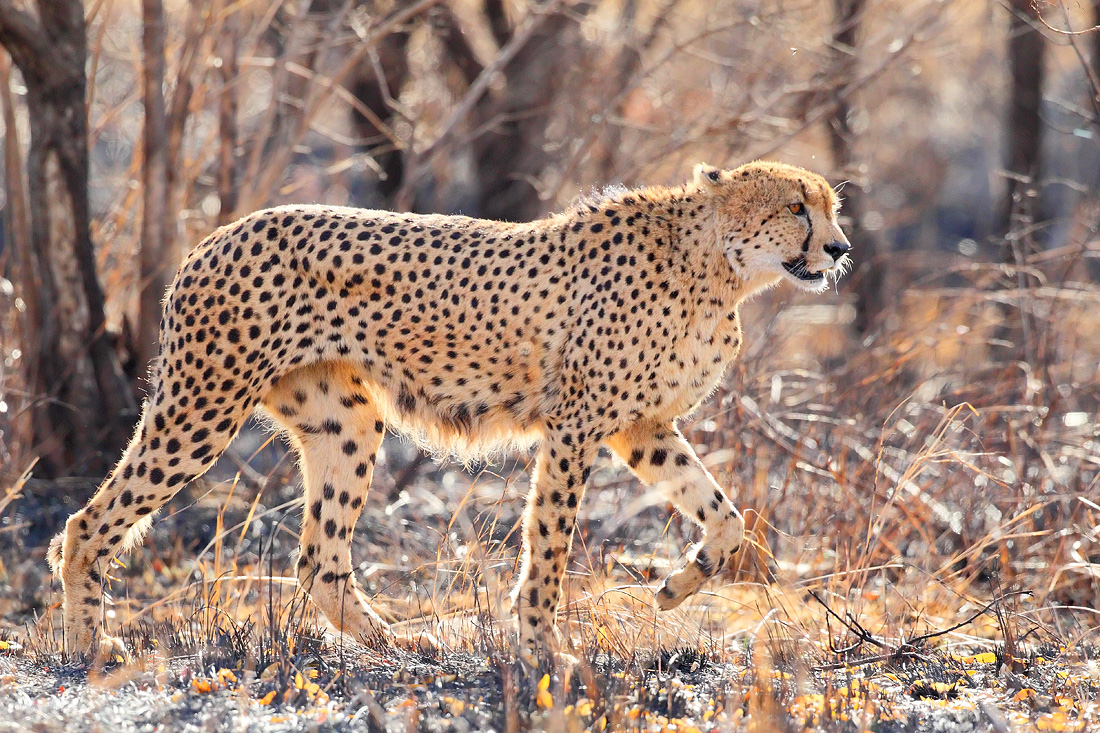 Cheetah 