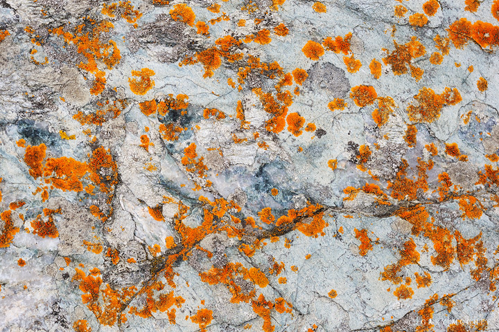 Coastal Lichen