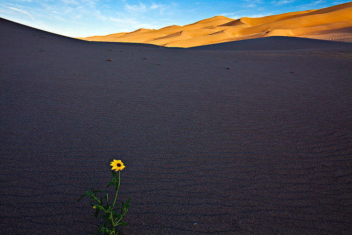 A Flower's Life