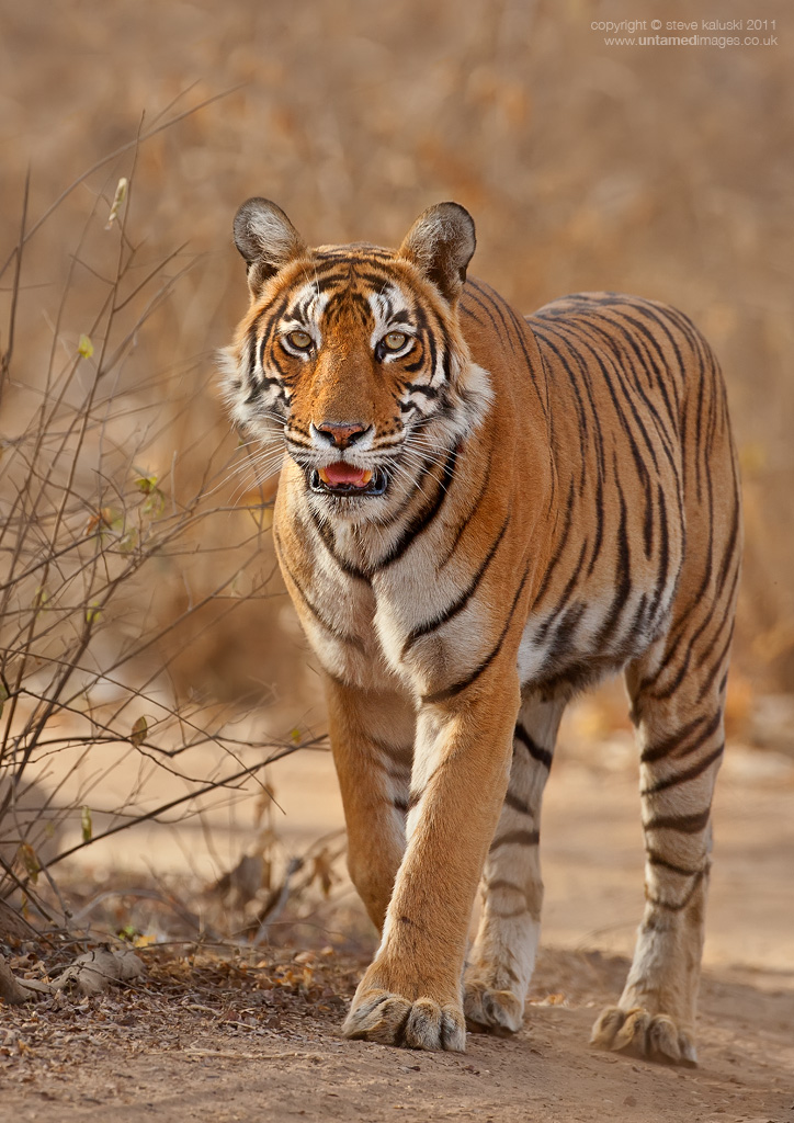 Panthera tigris tigris