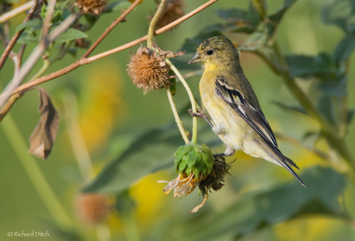 Lesser Goldfinch
