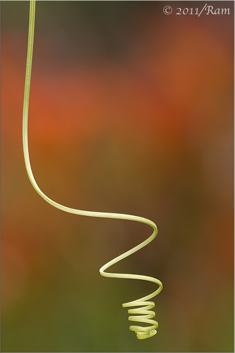 Tendril Twist