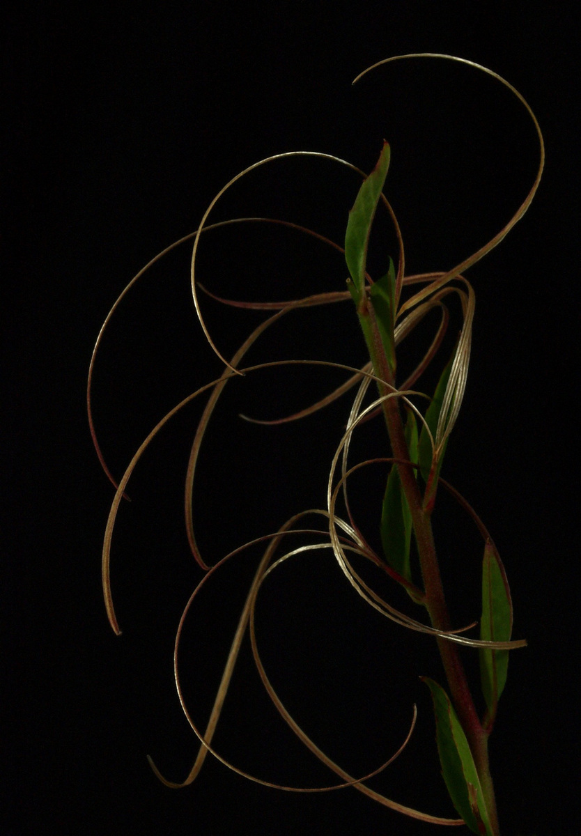 Weed with Sensual Curves