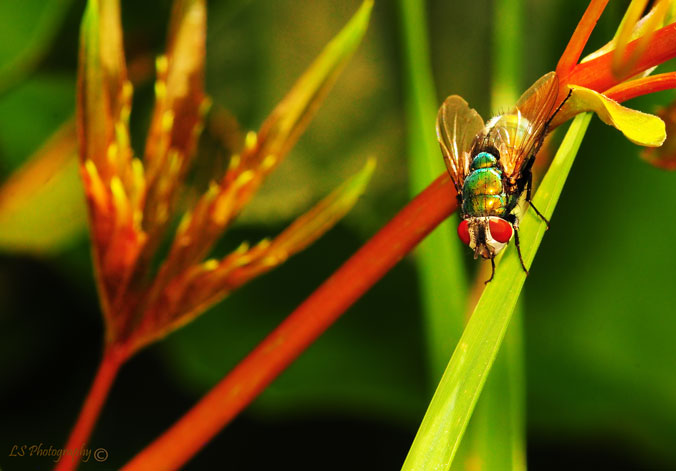 The Fly