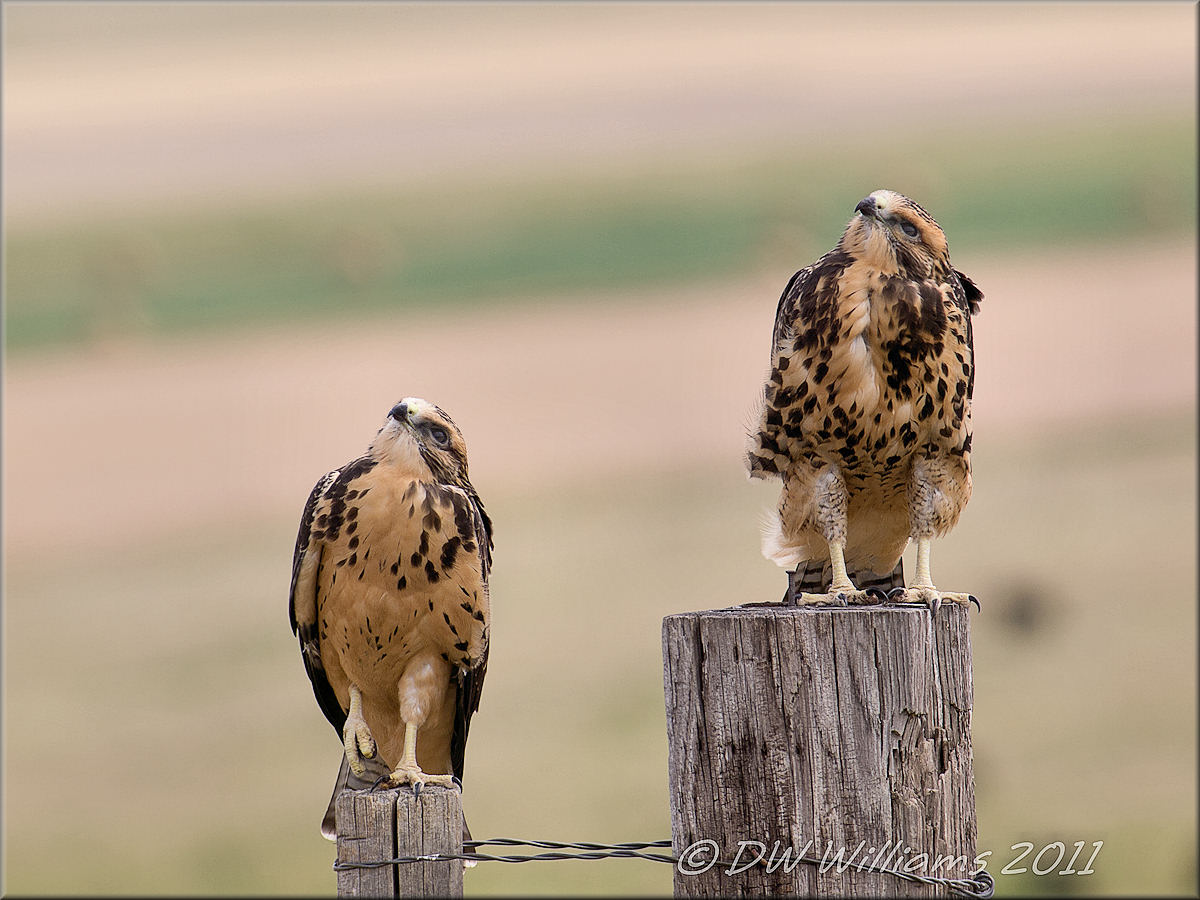 Swainson's Juvies