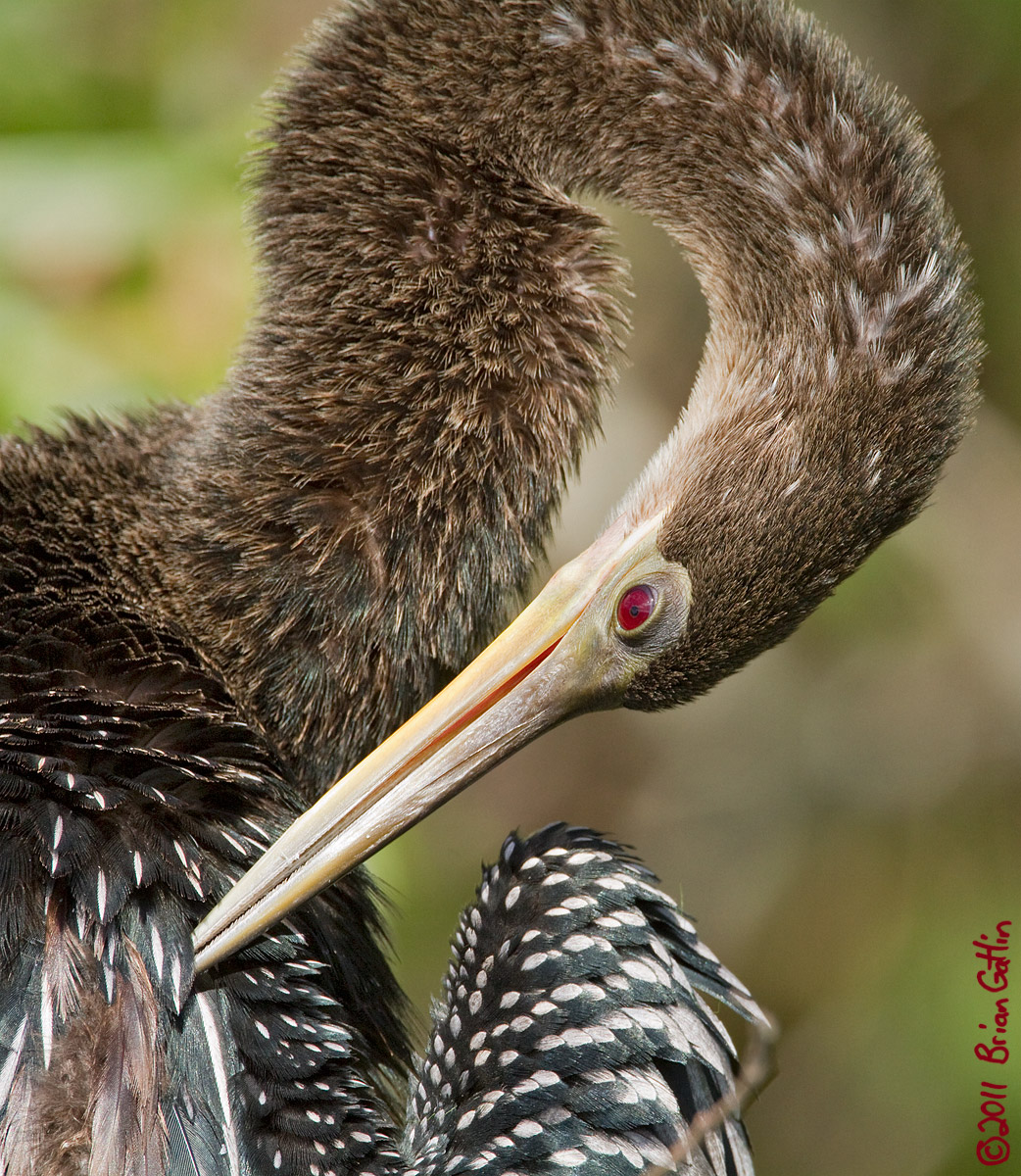 Preening Anhinga
