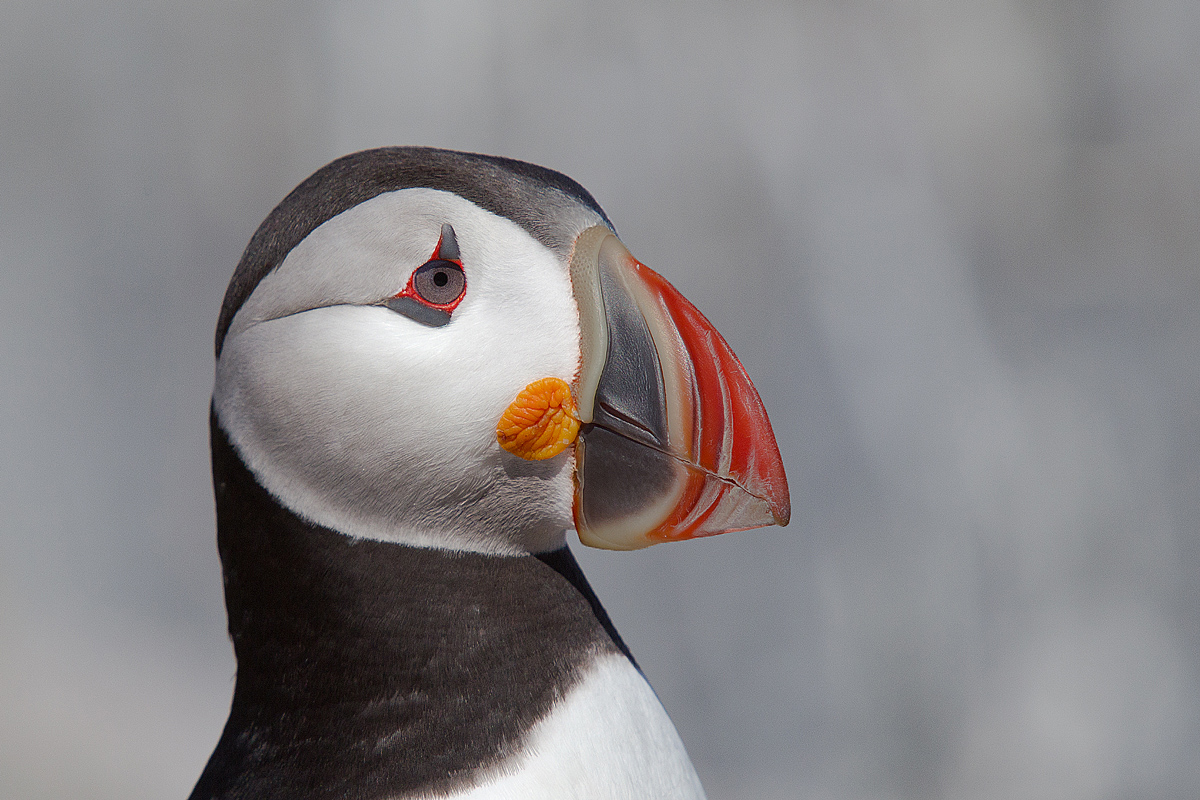 Atlantic Puffin