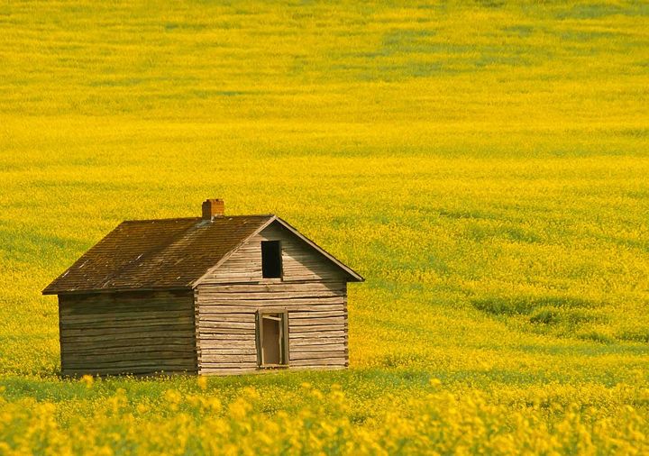 Canola  and repost of the front