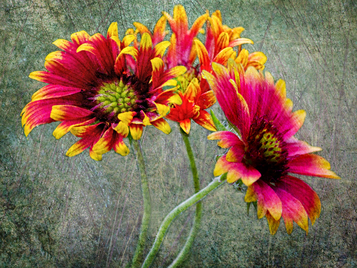 Gaillardia Composite