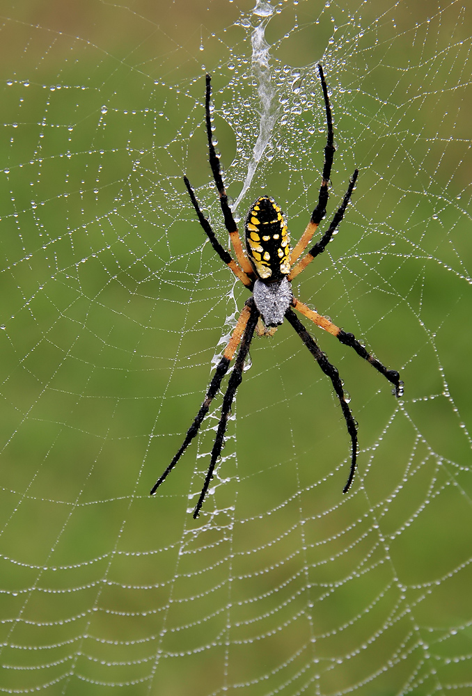 Dew Drop Argiope