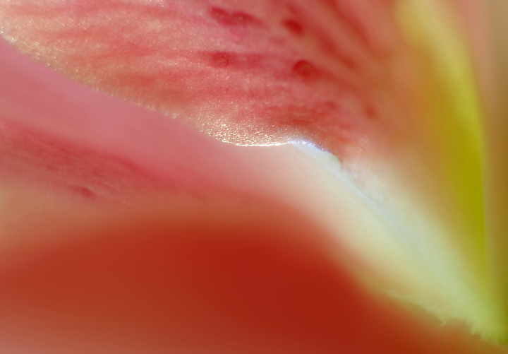 Eruption