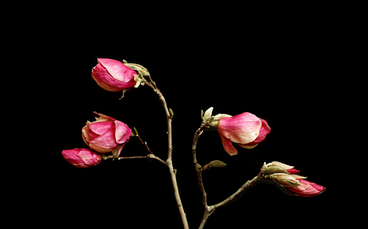 Tulip Tree