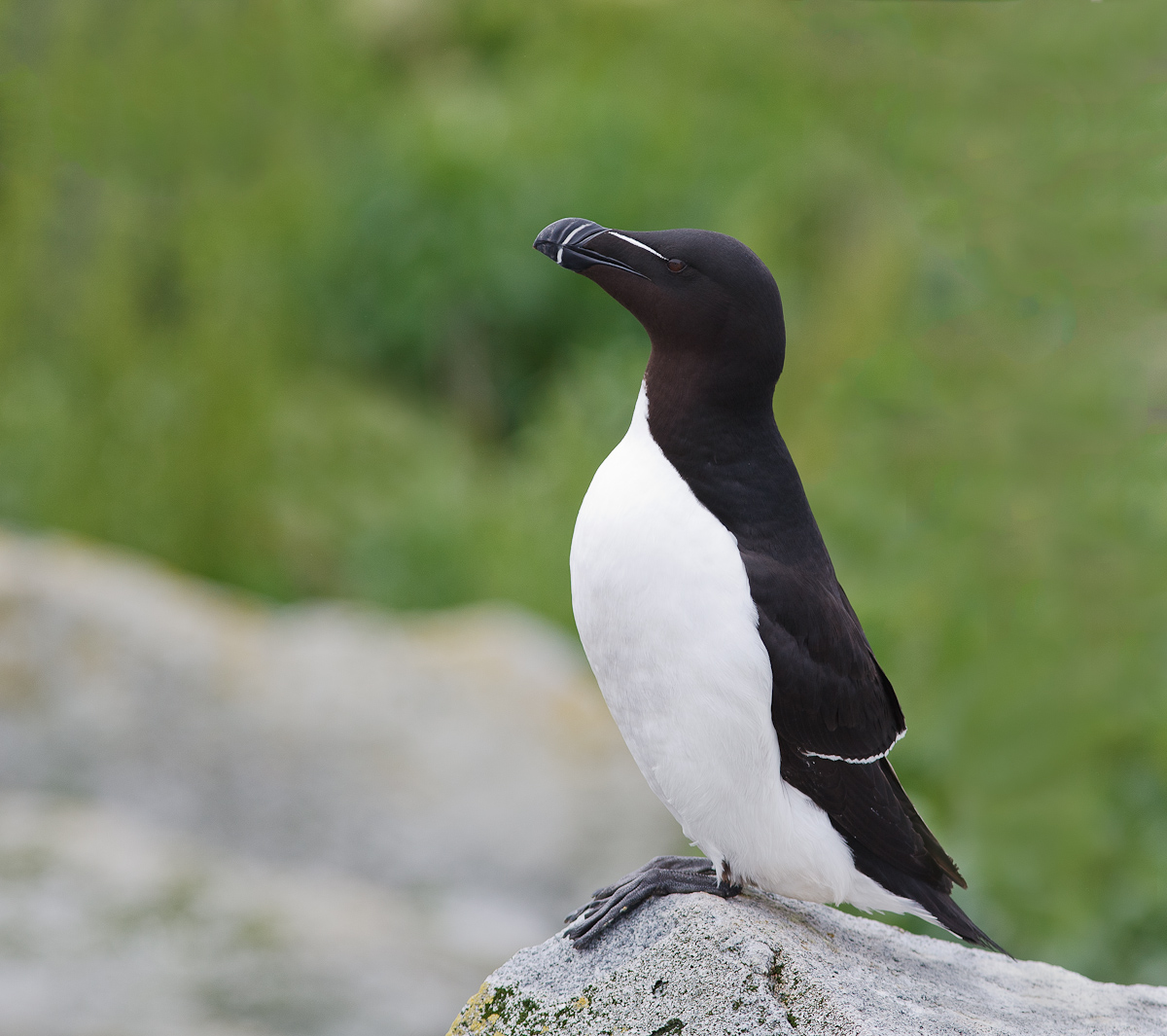Resting Razorbill