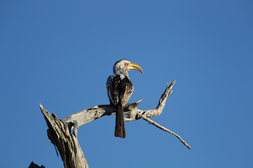 Yellow-billed Hornbill