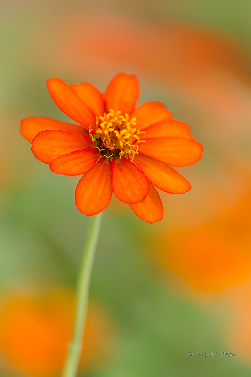 Garden Zinnia