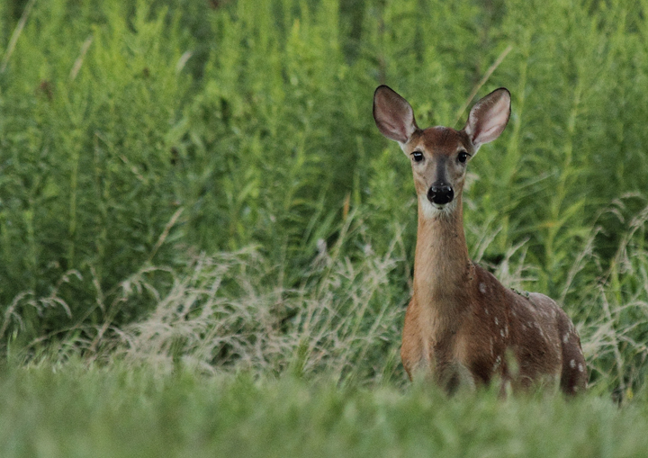 Evening Fawn