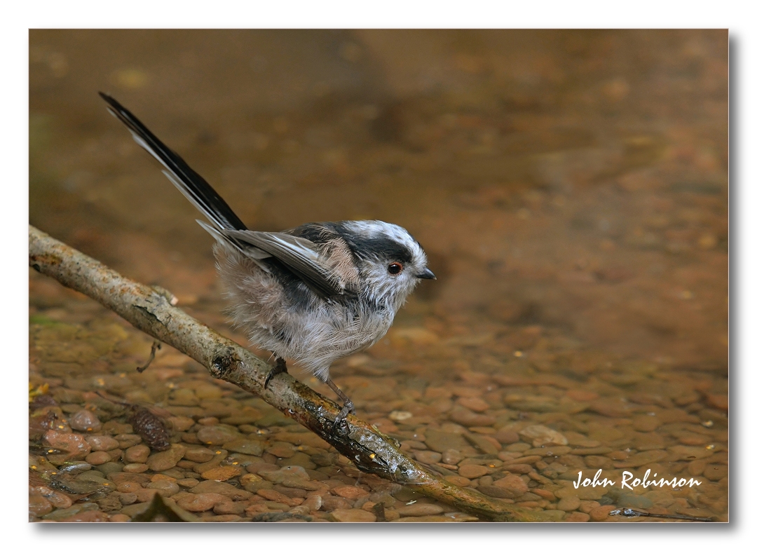 Long tailed Titmouse