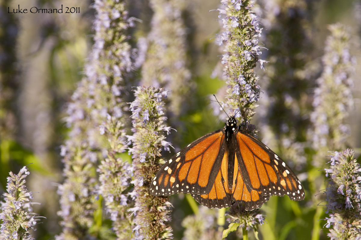 Monarch