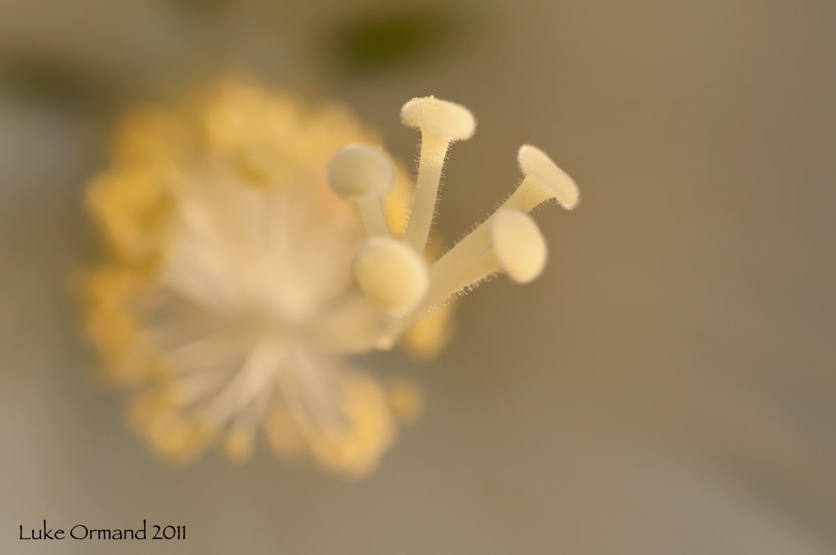 Hibiscus