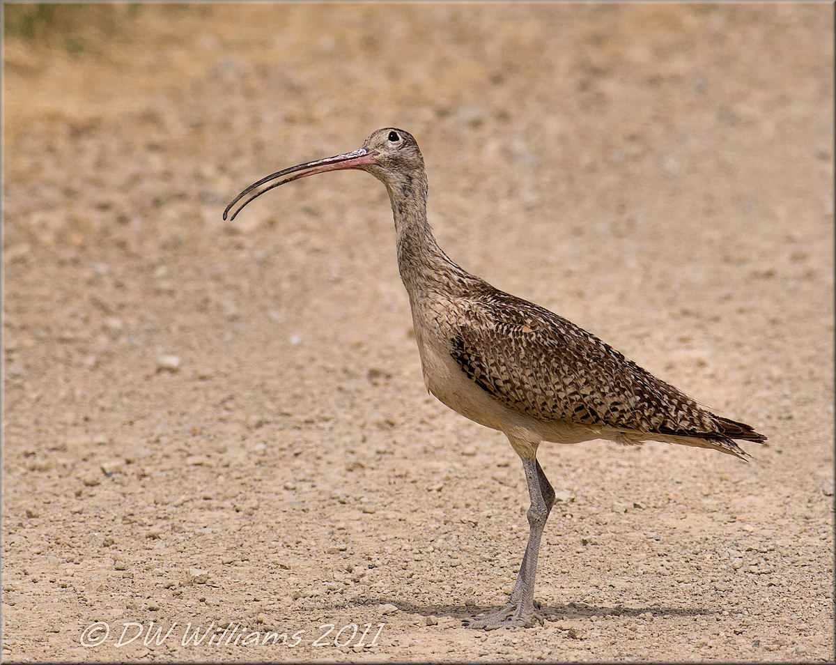 Long-billed Curlew