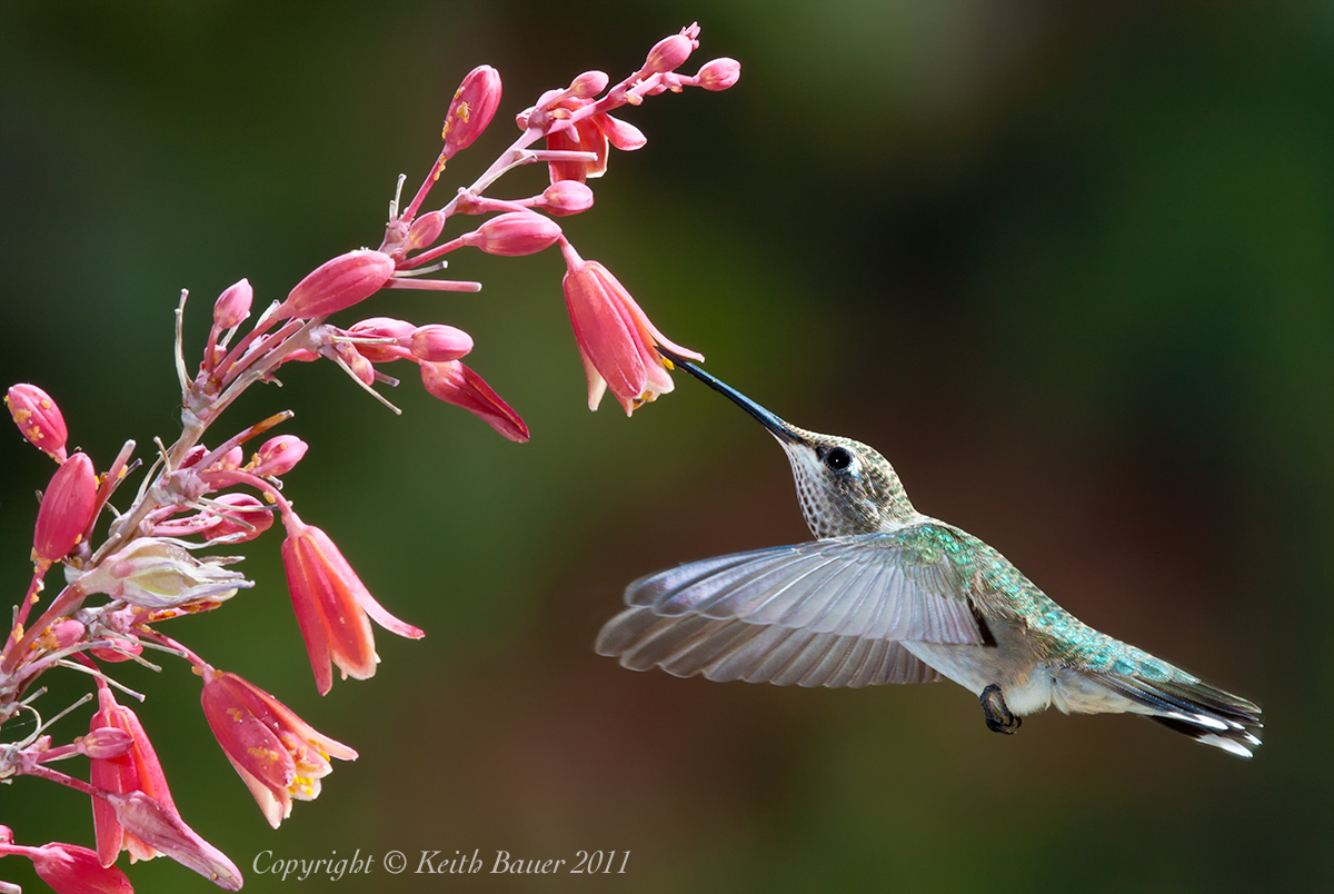 Another Hummer