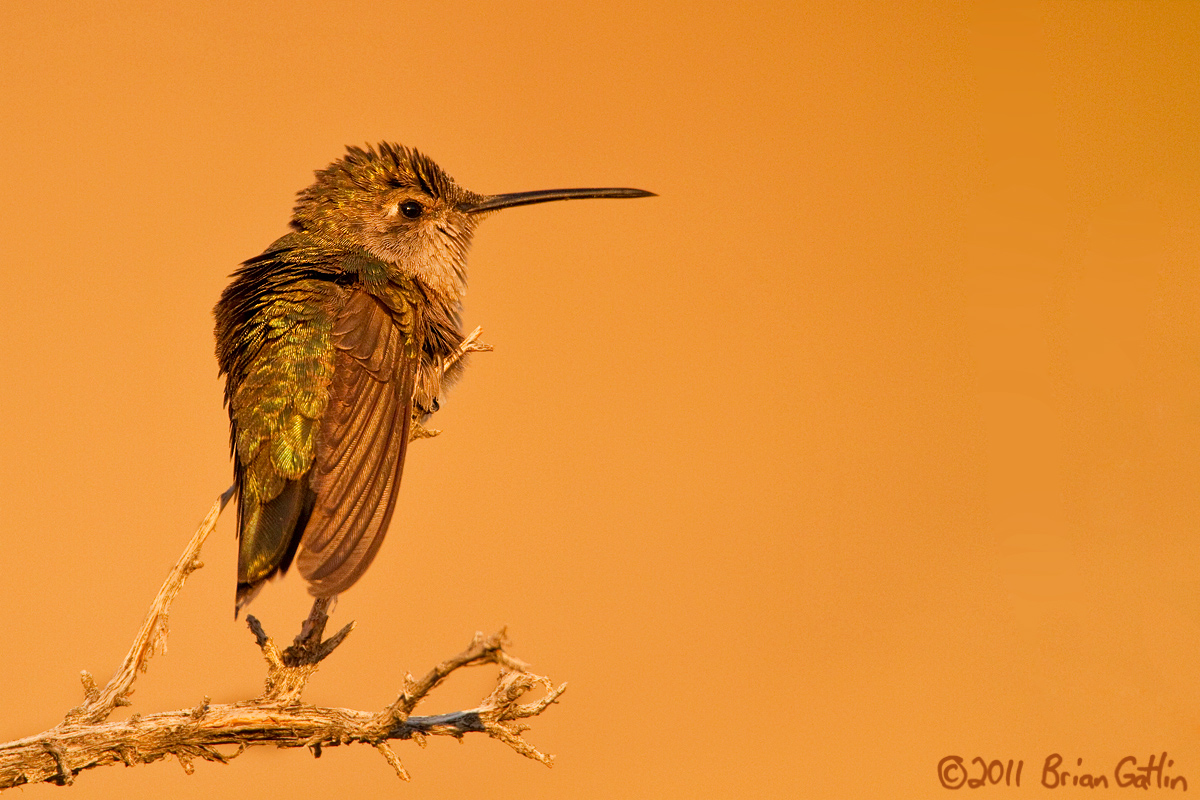 Black-chinned Hummer