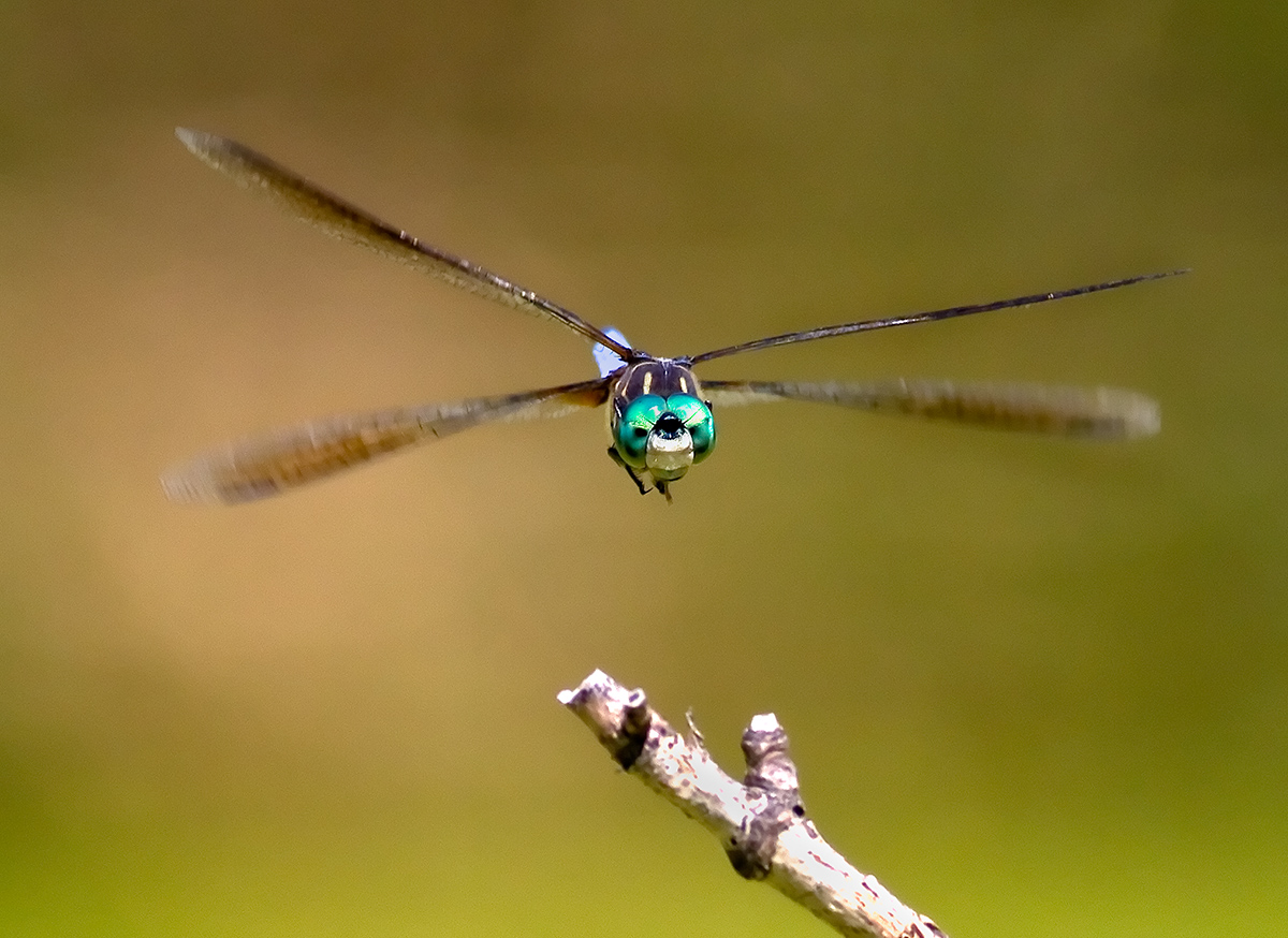 Blue Dasher